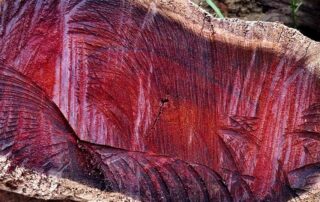 Image de bois en vue de coupe, rouge