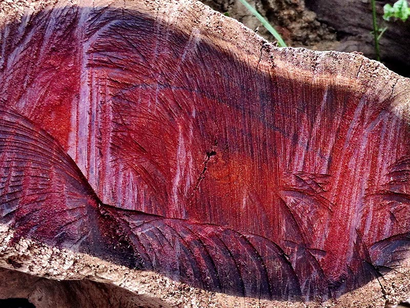 Image de bois en vue de coupe, rouge